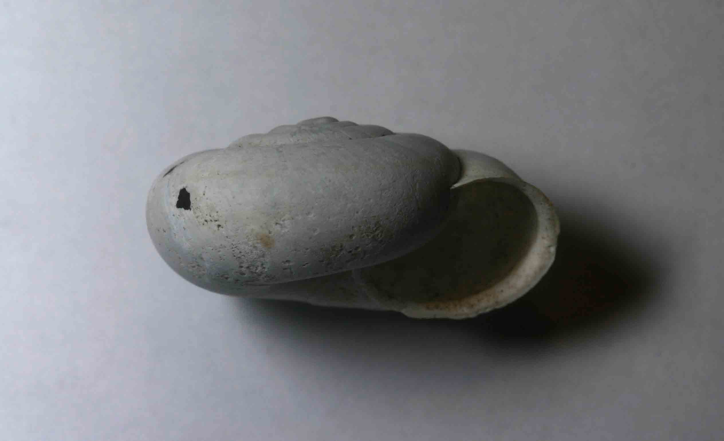 Monte Soratte - Chilostoma (Campylaea) planospira planospira